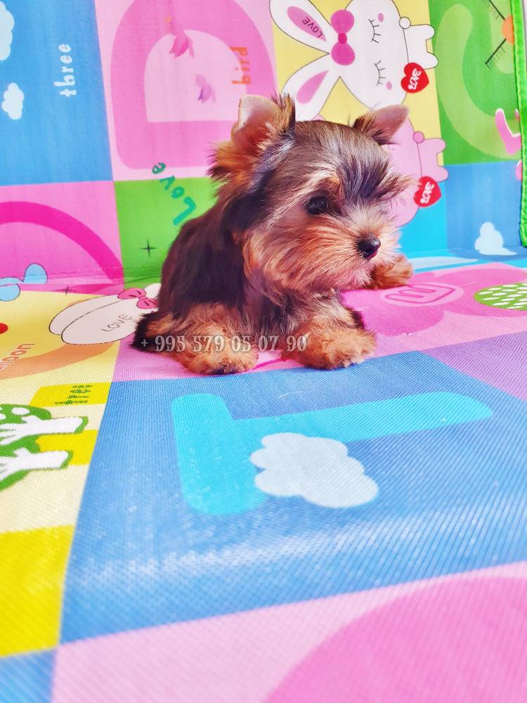 იორკშირ-ტერიერი