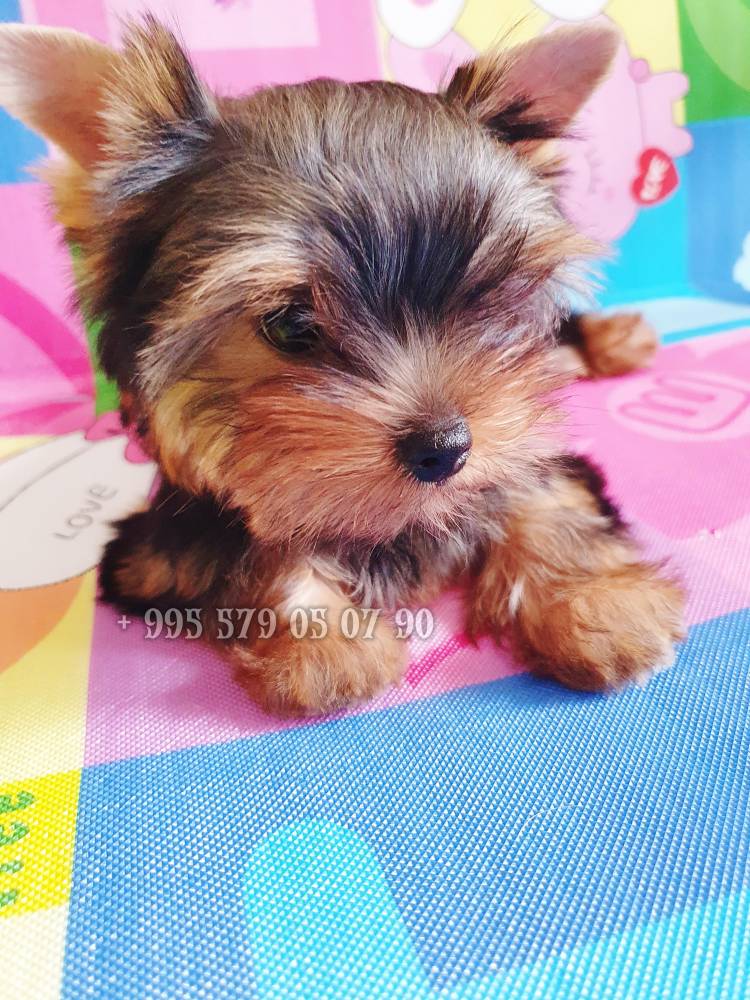 იორკშირ-ტერიერი