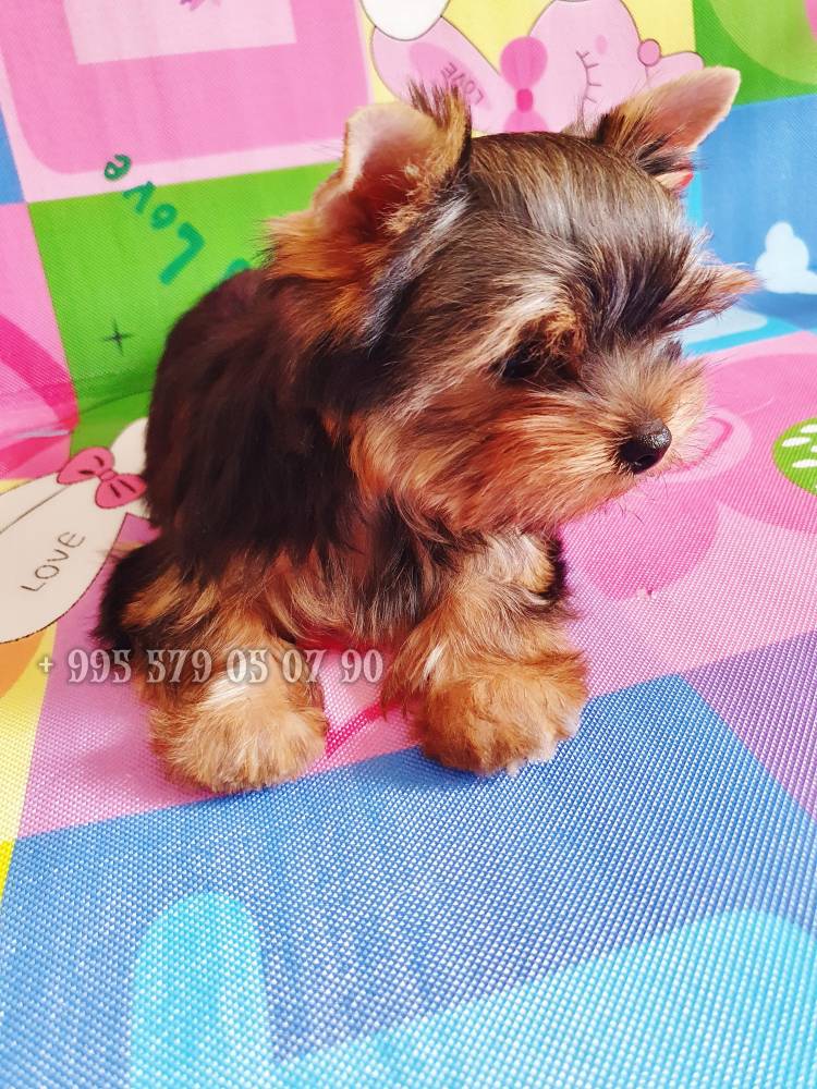 იორკშირ-ტერიერი