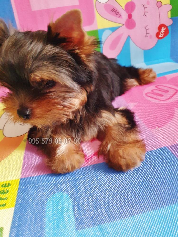 იორკშირ-ტერიერი