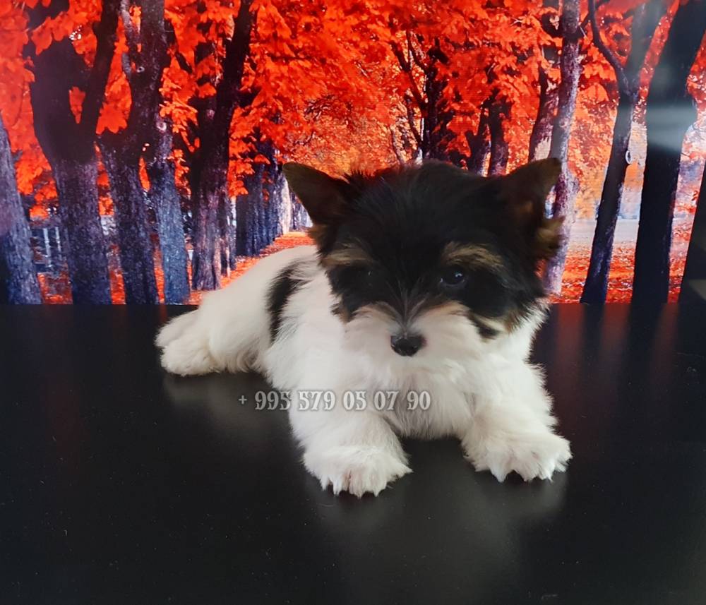 იორკშირ-ტერიერი