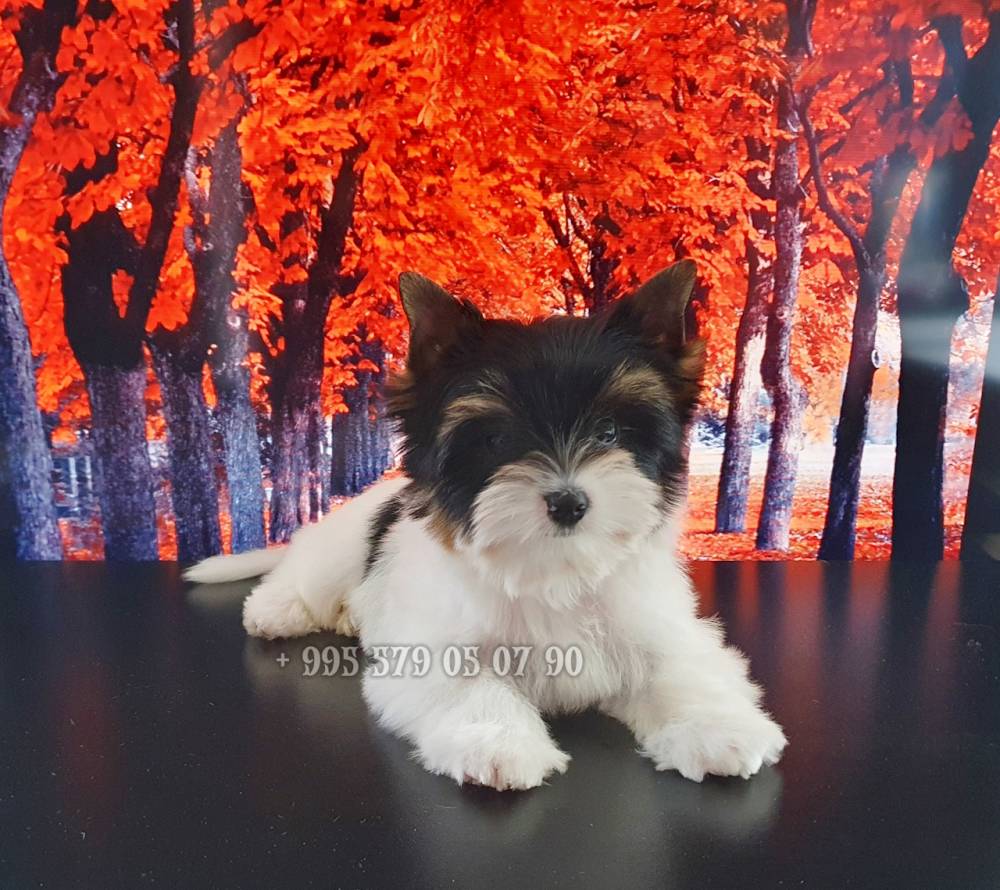 იორკშირ-ტერიერი