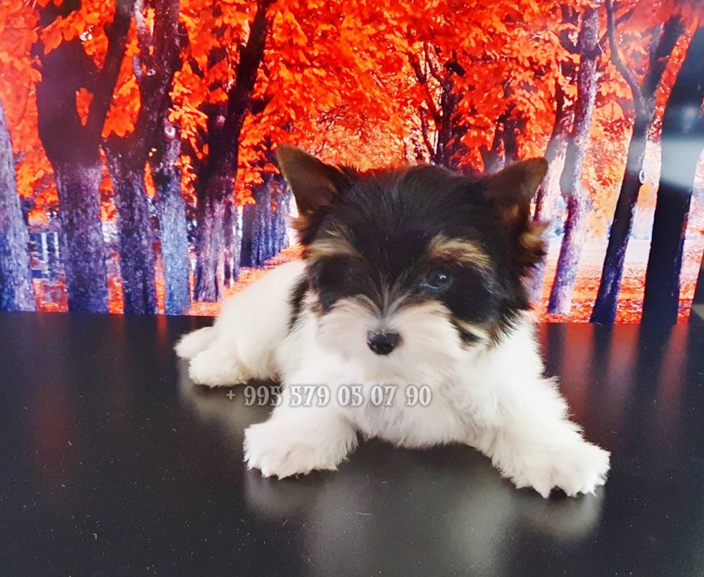 იორკშირ-ტერიერი