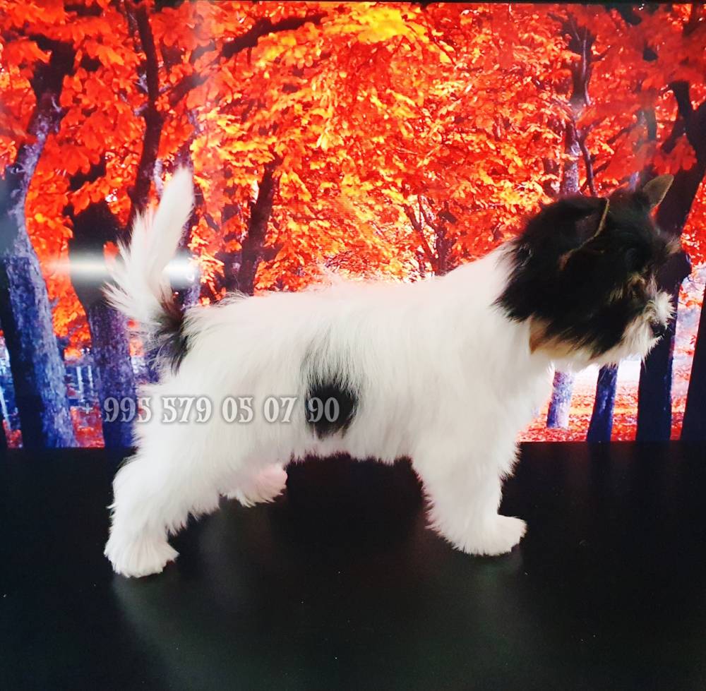 იორკშირ-ტერიერი