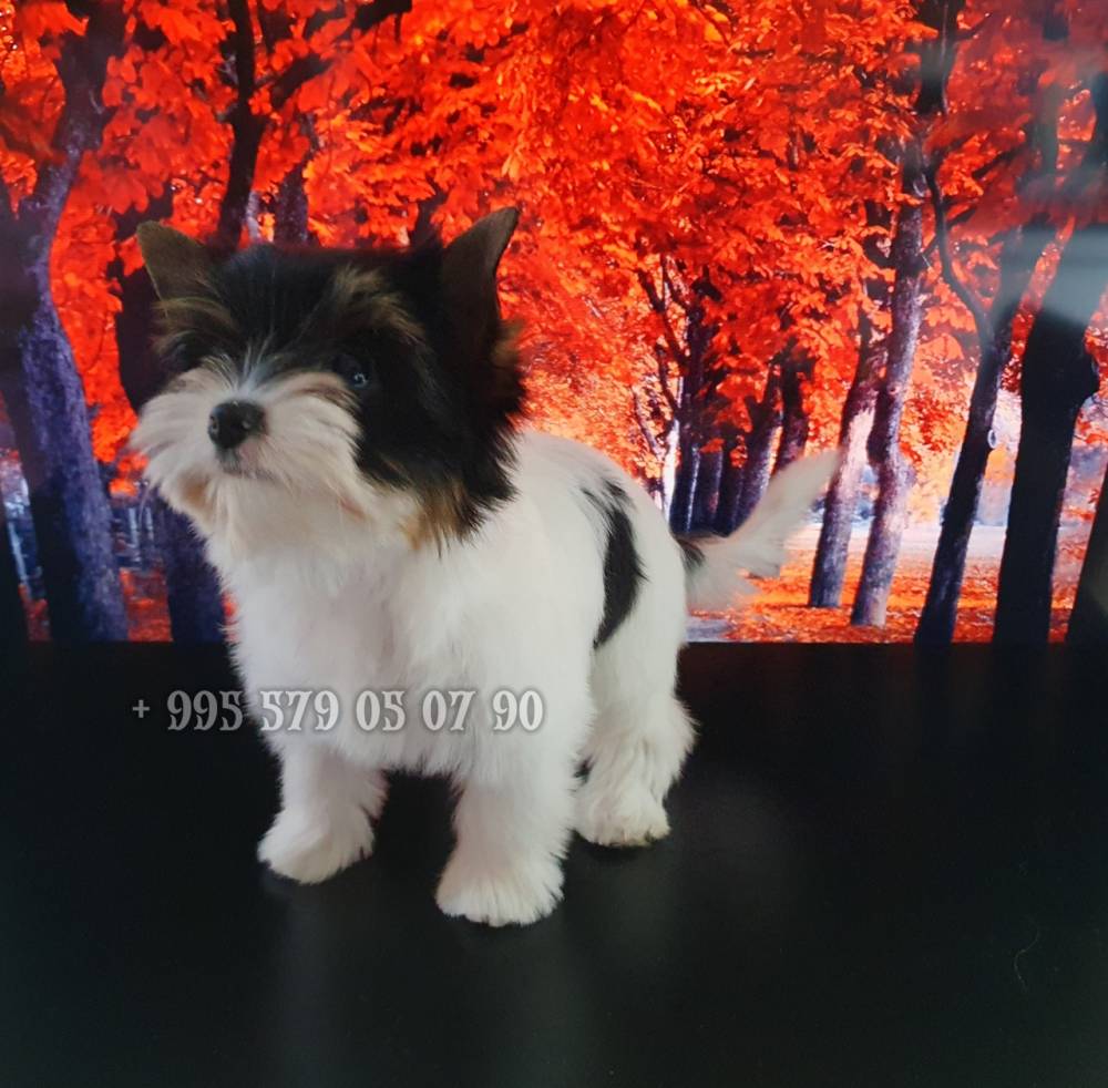 იორკშირ-ტერიერი