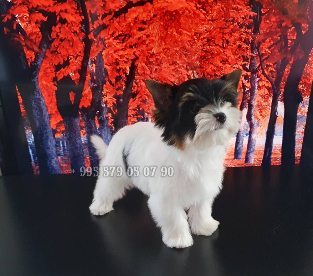 იორკშირ-ტერიერი