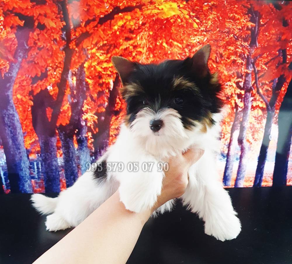 იორკშირ-ტერიერი