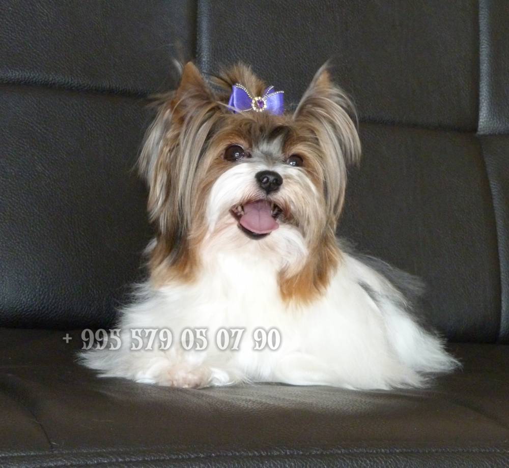 იორკშირ-ტერიერი