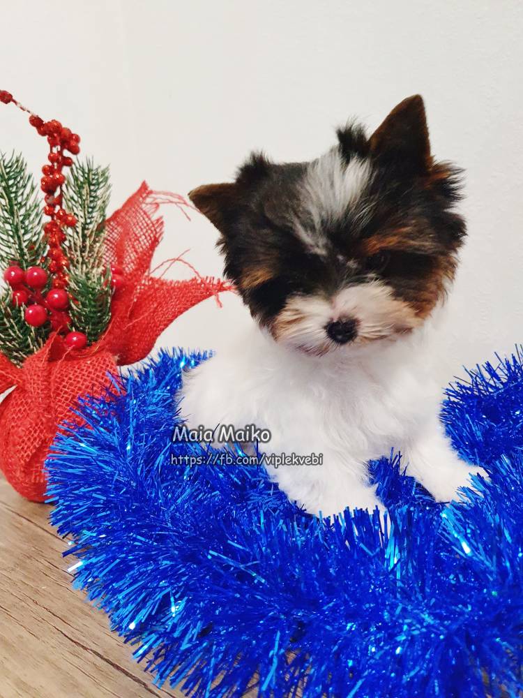 იორკშირ-ტერიერი