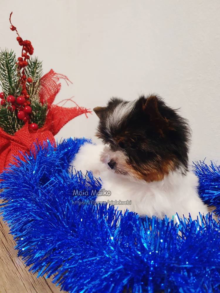 იორკშირ-ტერიერი