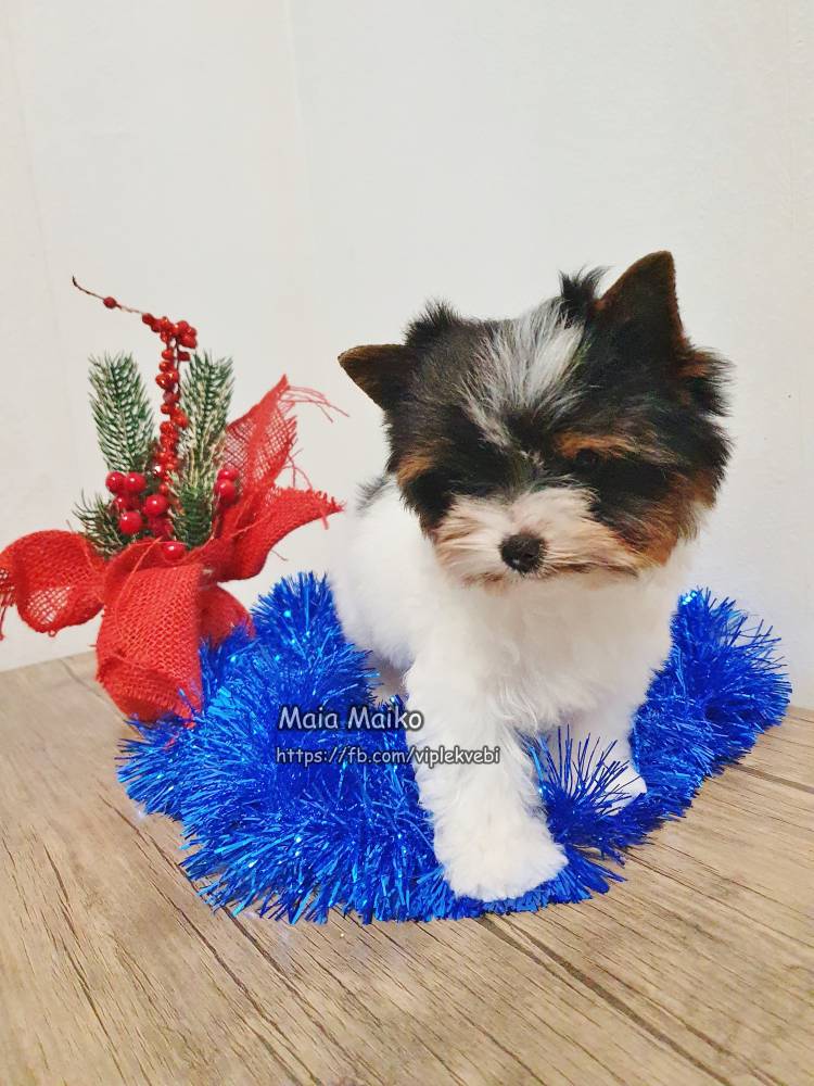 იორკშირ-ტერიერი