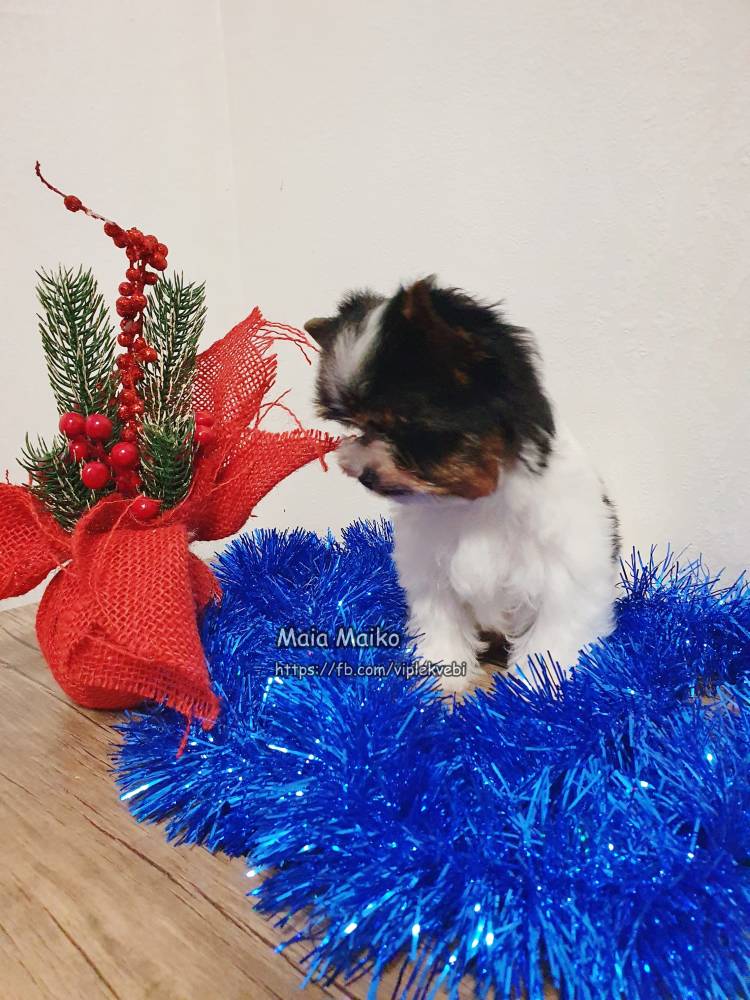 იორკშირ-ტერიერი