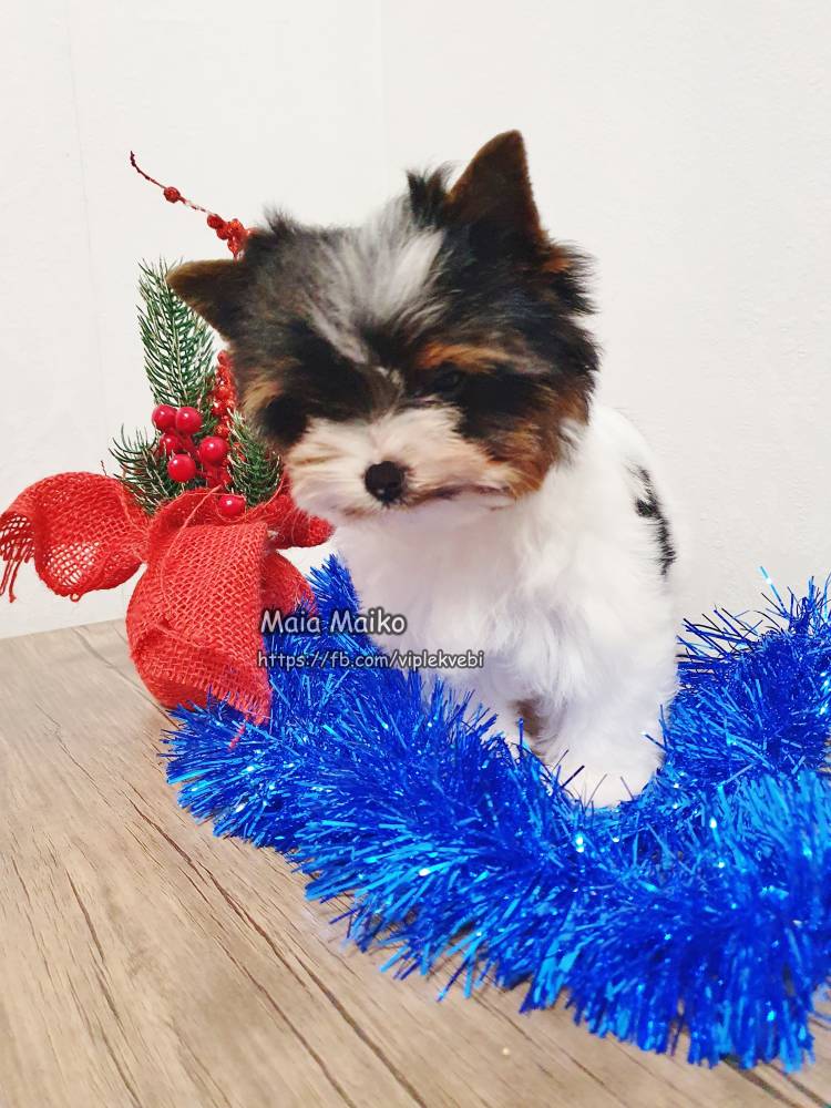 იორკშირ-ტერიერი