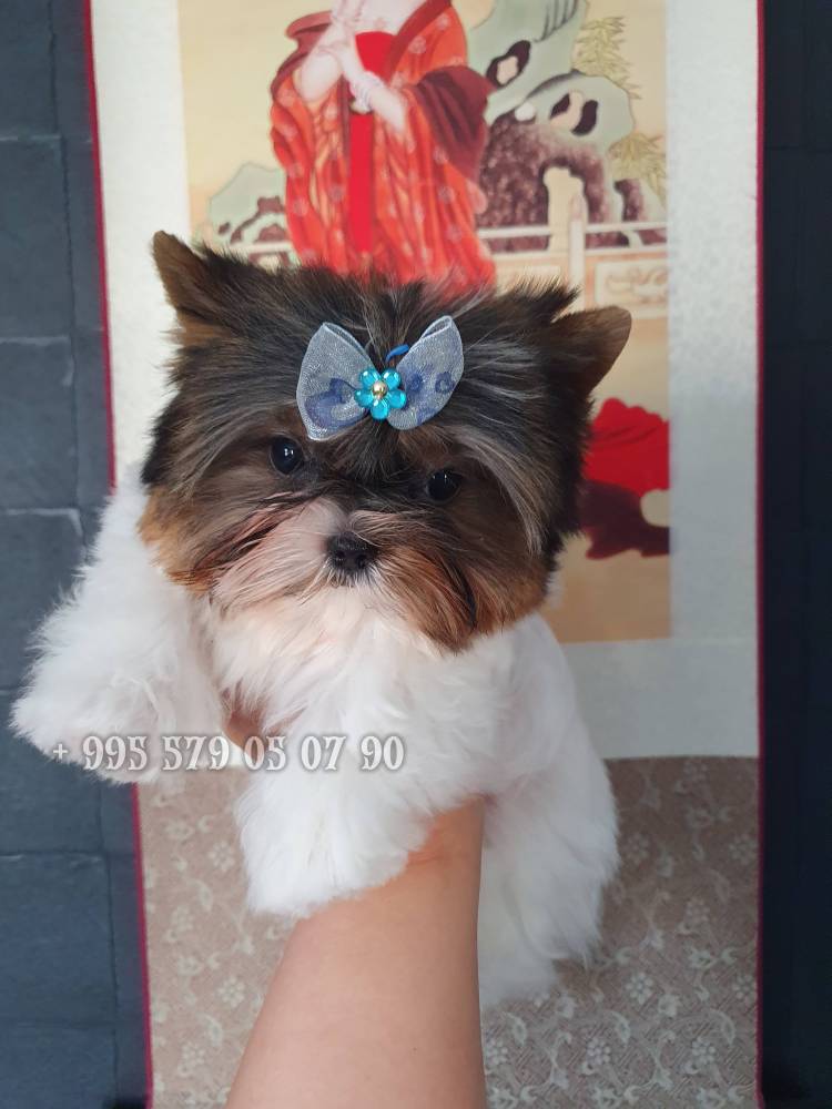 იორკშირ-ტერიერი