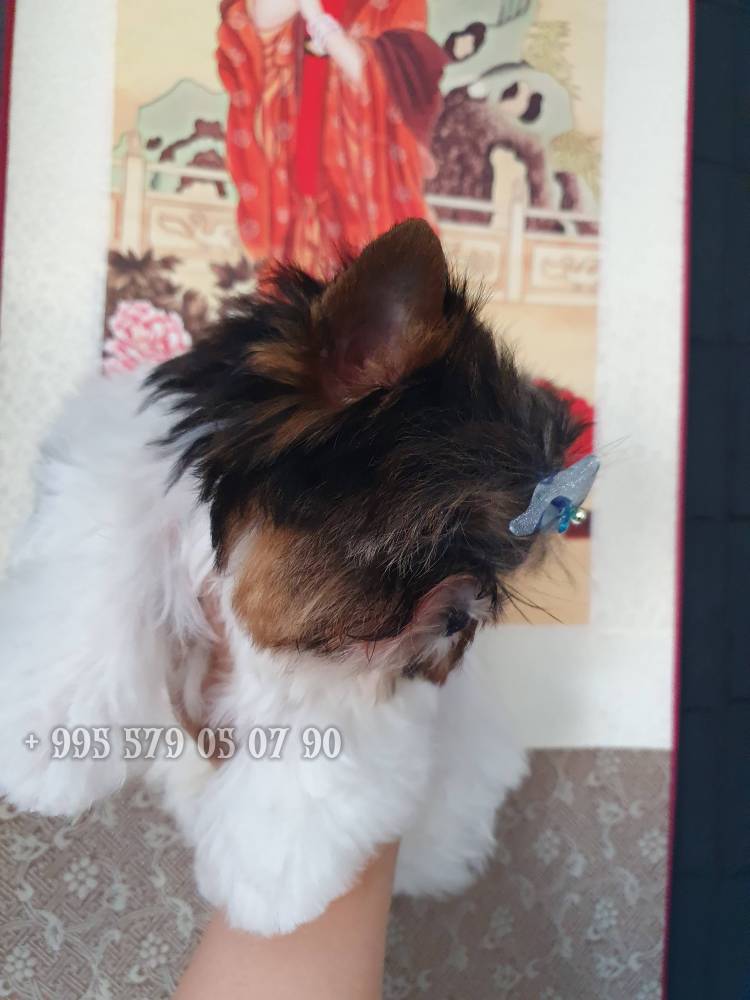 იორკშირ-ტერიერი