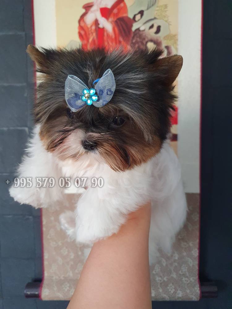 იორკშირ-ტერიერი