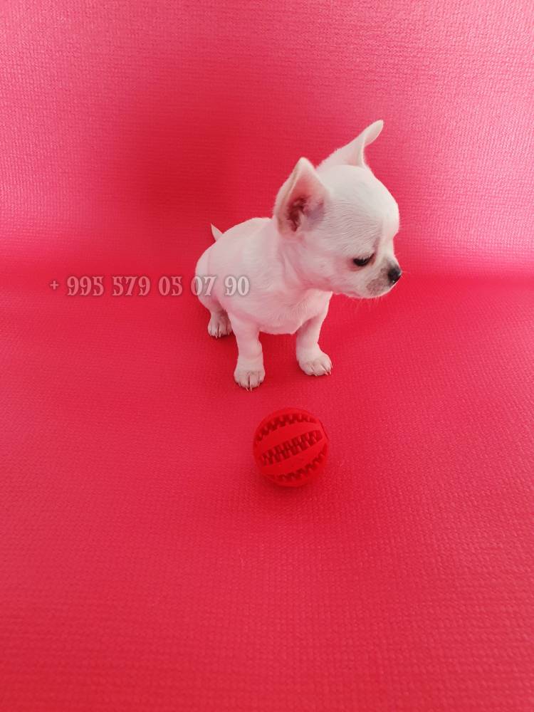 ჩიხიახია