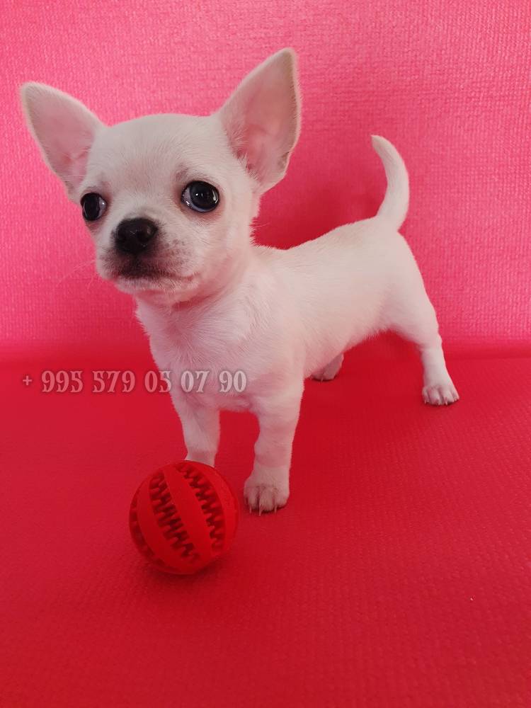 ჩიხიახია