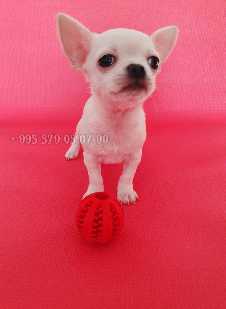 ჩიხიახია