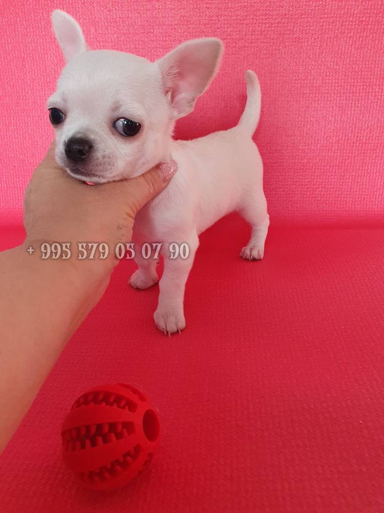 ჩიხიახია