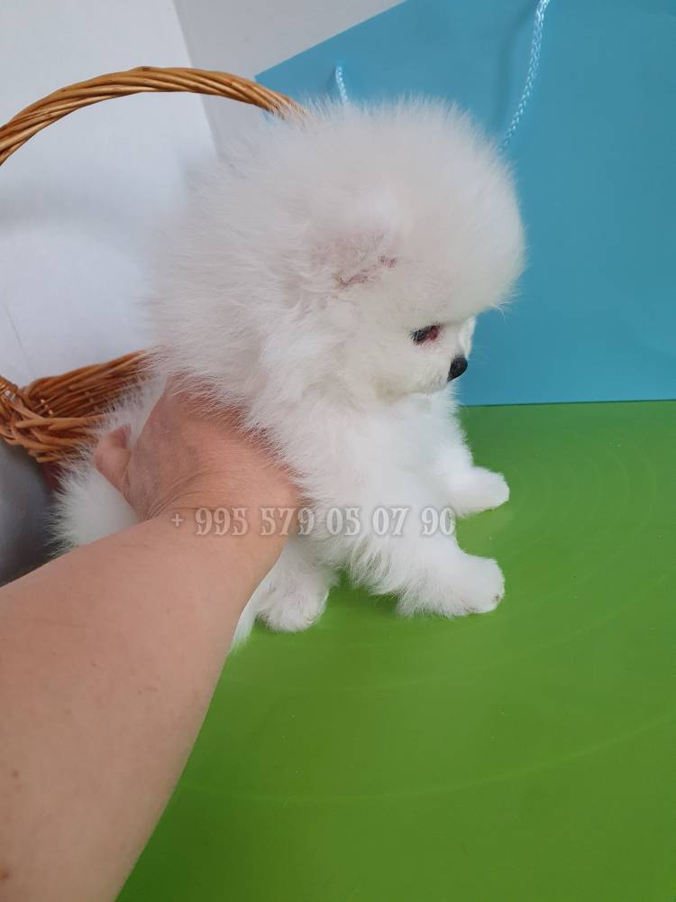 პომერანიანი