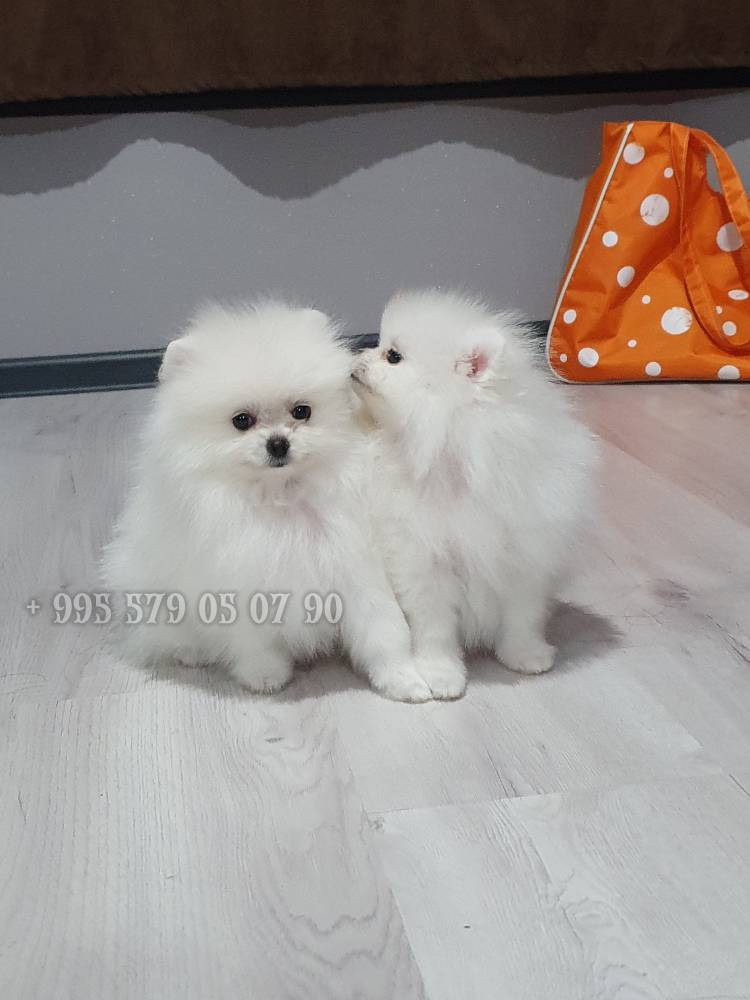 პომერანიანი