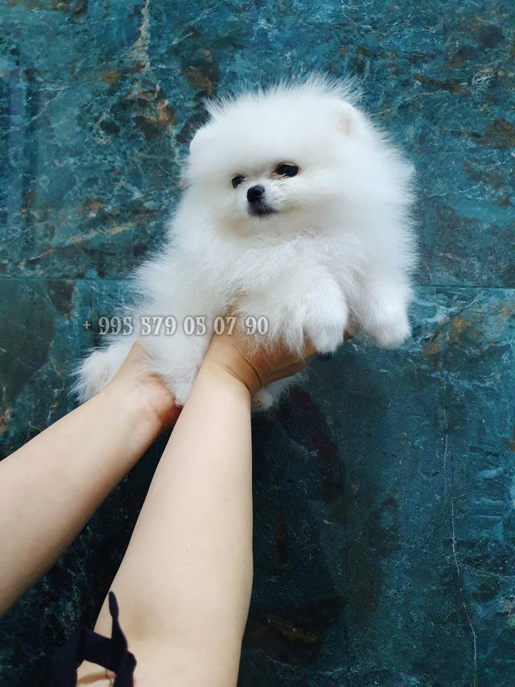 პომერანიანი