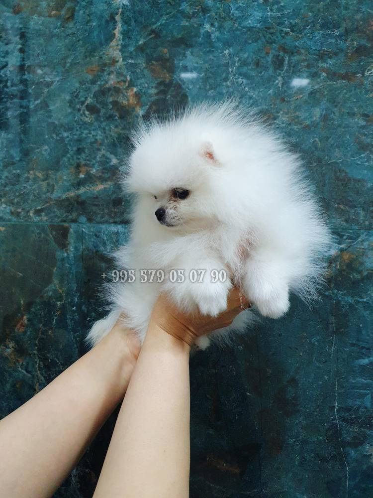 პომერანიანი