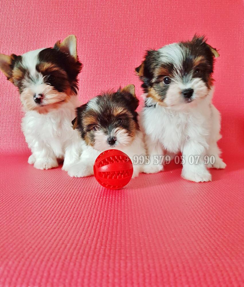 იორკშირ-ტერიერი