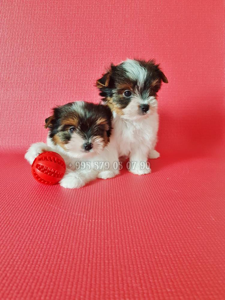 იორკშირ-ტერიერი