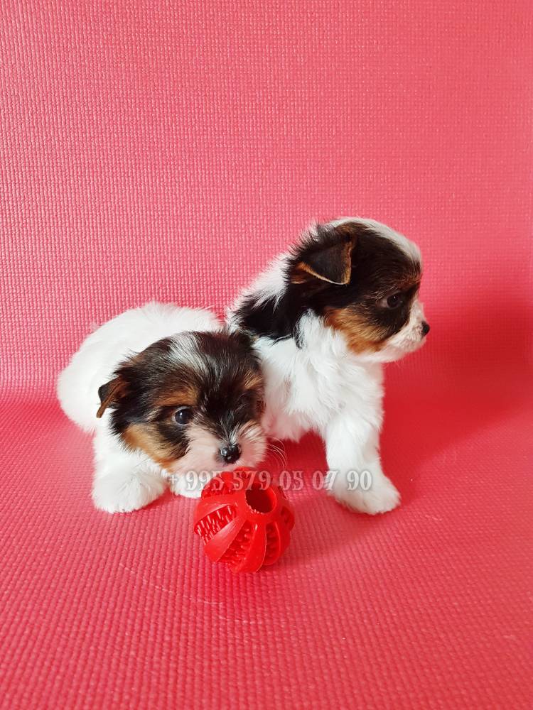 იორკშირ-ტერიერი