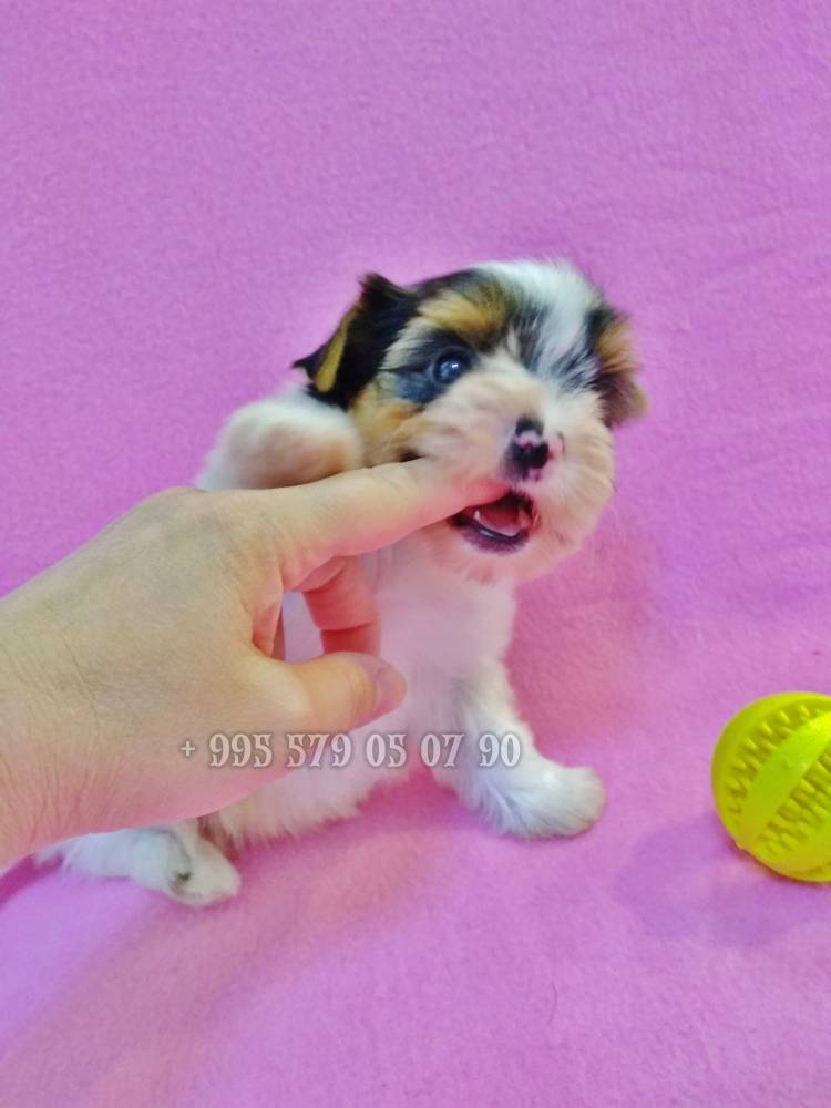 იორკშირ-ტერიერი