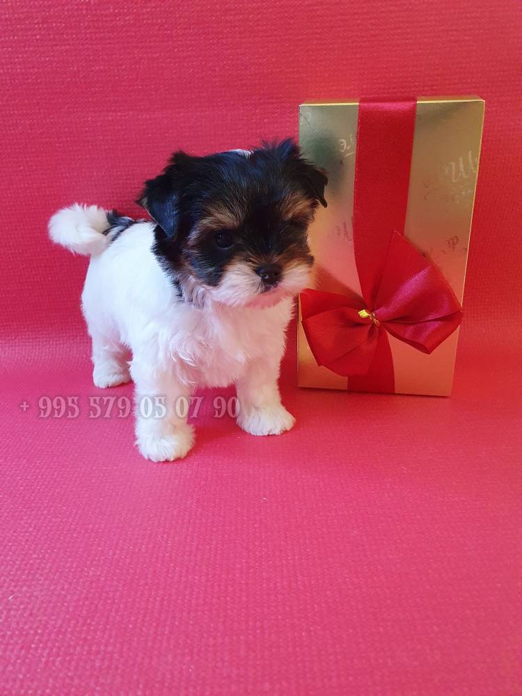 იორკშირ-ტერიერი