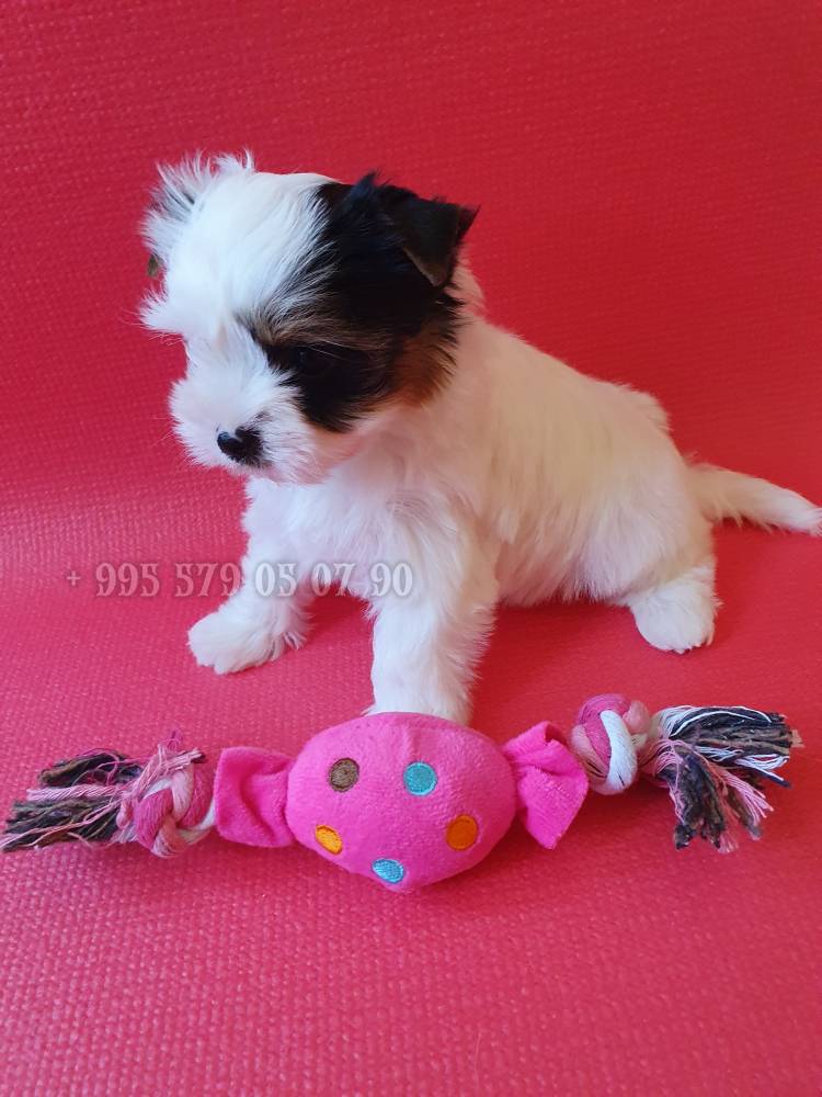 იორკშირ-ტერიერი