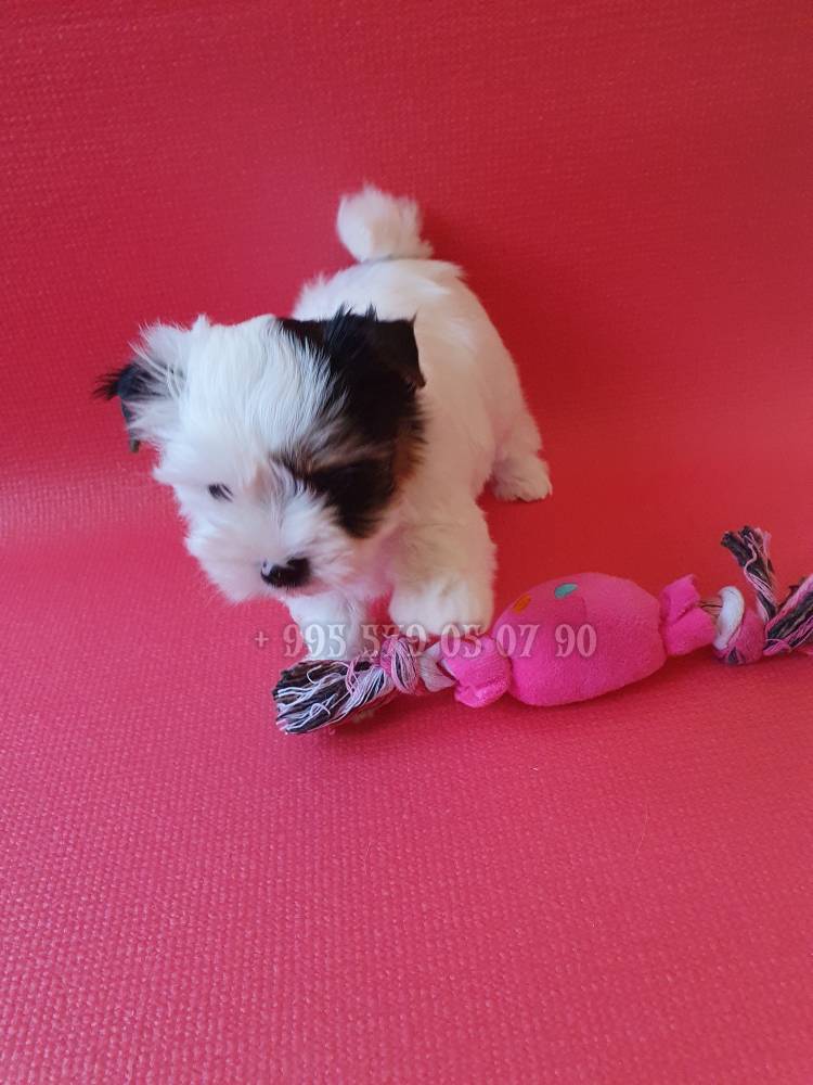 იორკშირ-ტერიერი