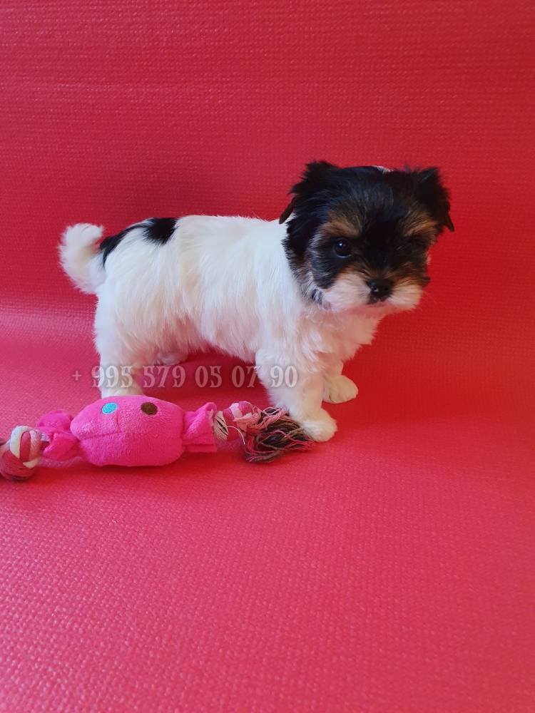 იორკშირ-ტერიერი