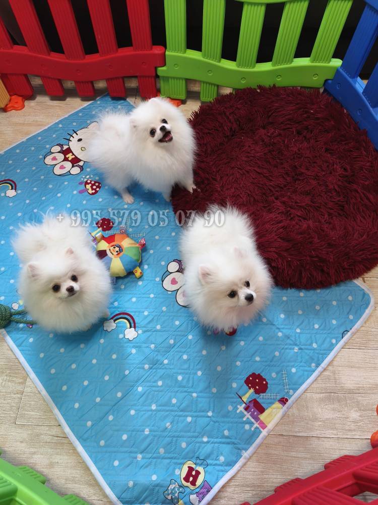 პომერანიანი