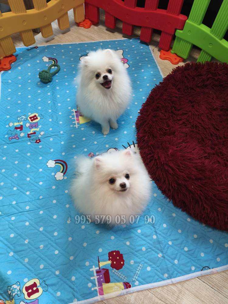 პომერანიანი