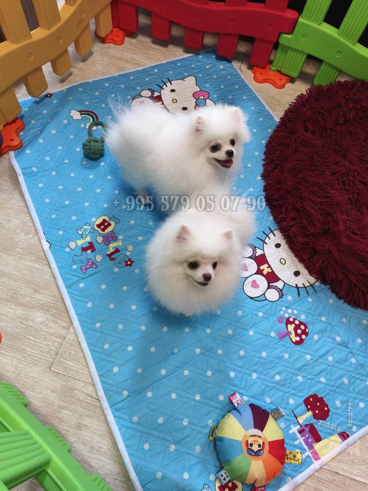 პომერანიანი