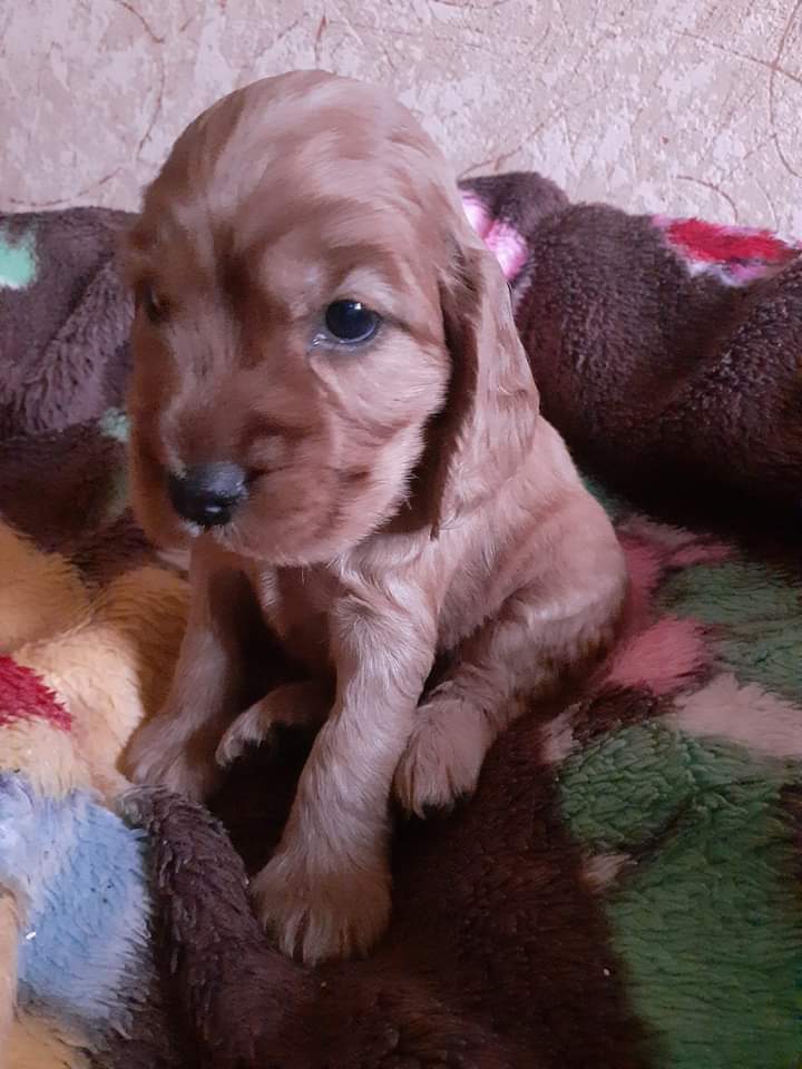 ინგლისური კოკერ სპანიელი