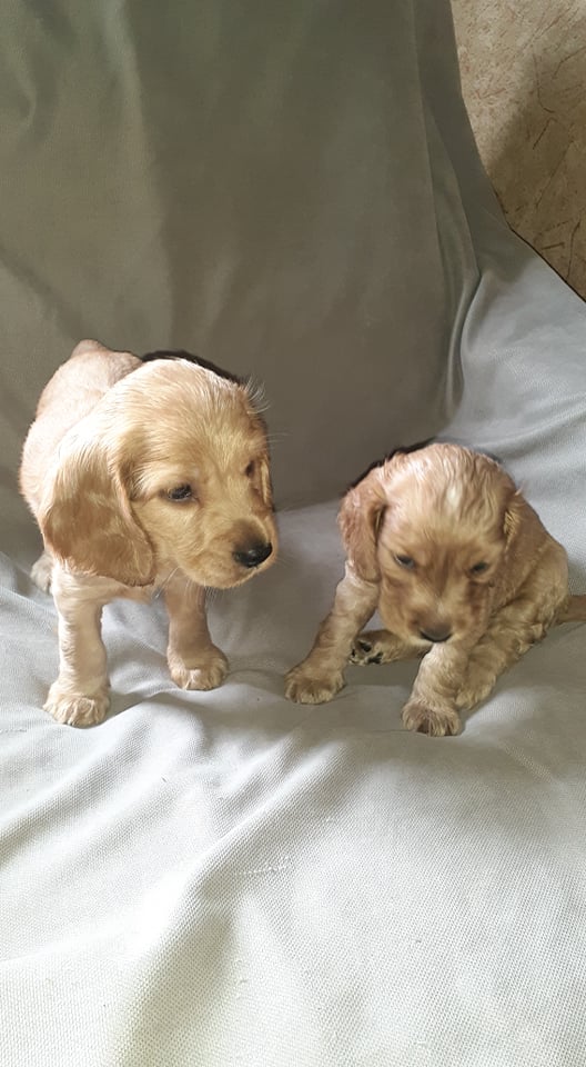 ინგლისური კოკერ სპანიელი