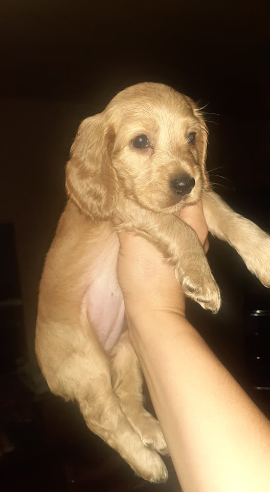 ინგლისური კოკერ სპანიელი