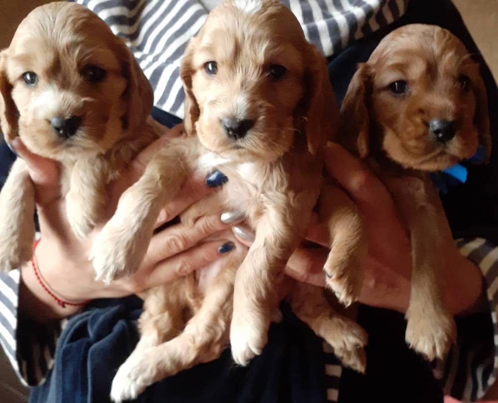 ინგლისური კოკერ სპანიელი