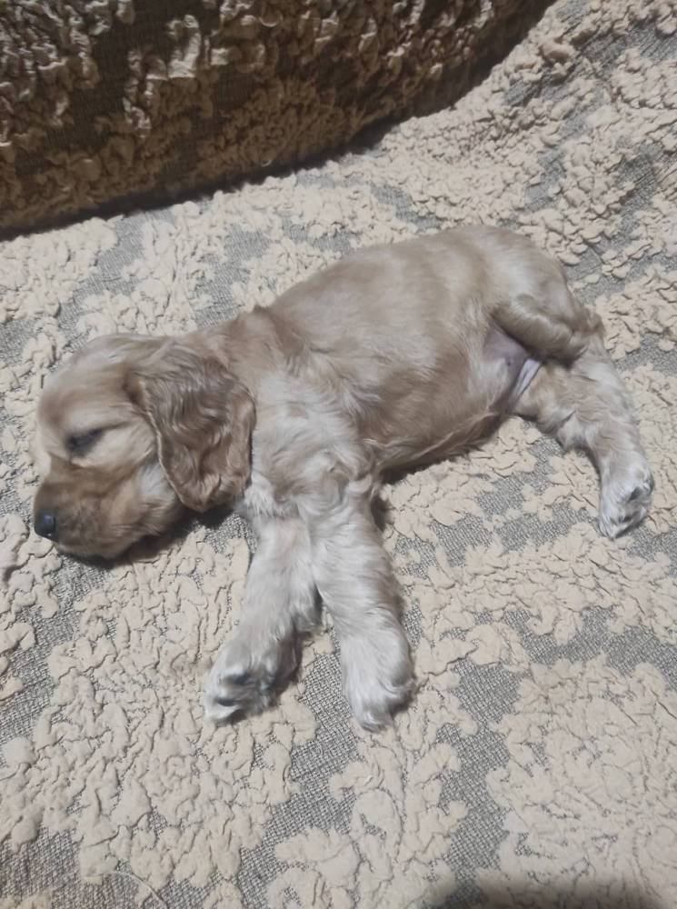 ინგლისური კოკერ სპანიელი