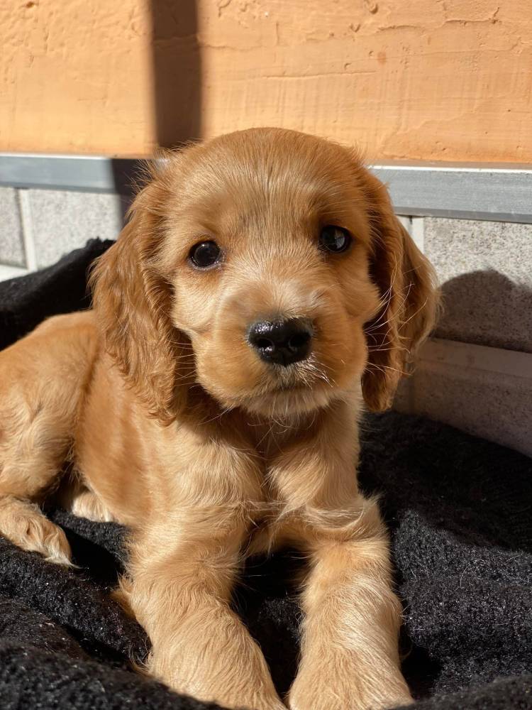 ინგლისური კოკერ სპანიელი