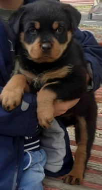 როტვეილერი