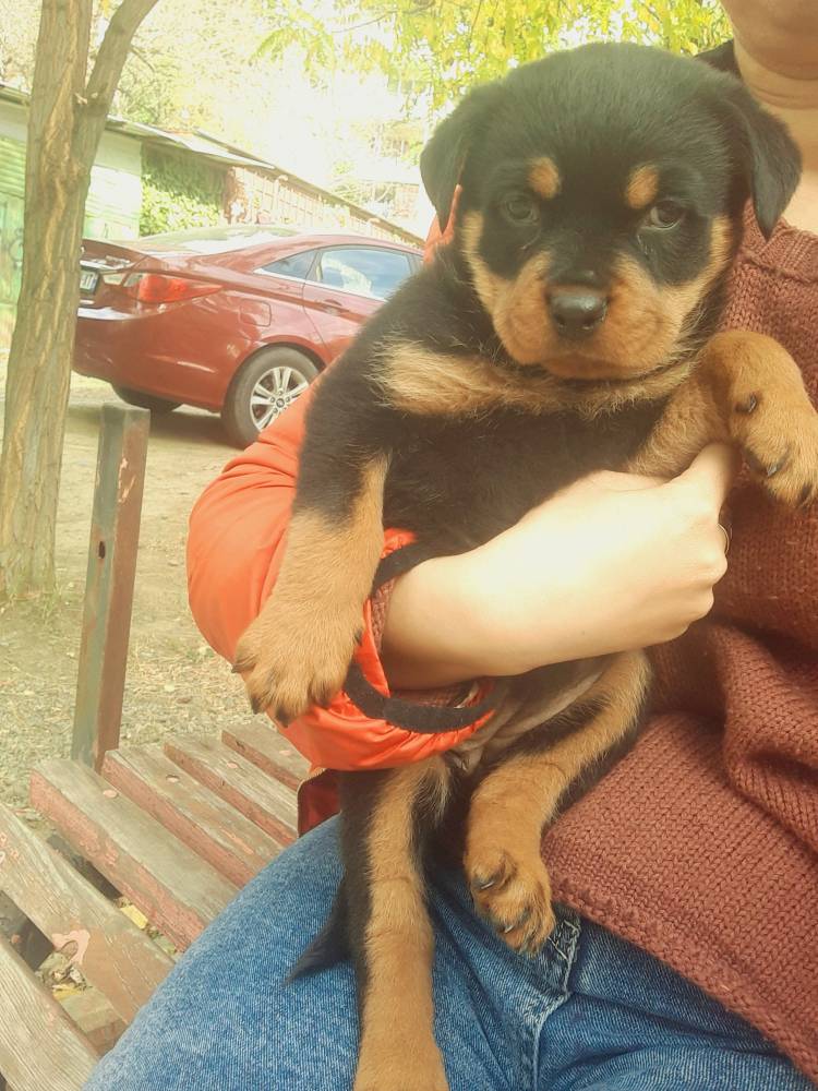 როტვეილერი