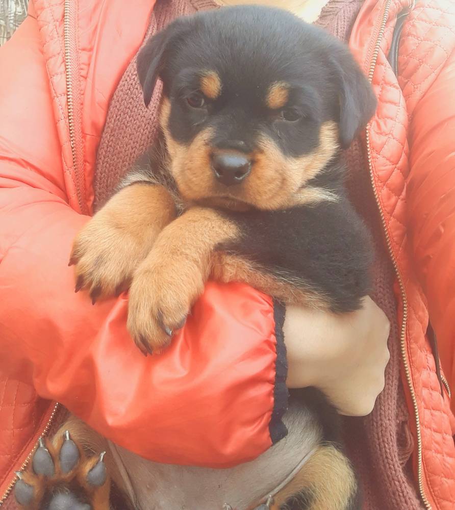 როტვეილერი