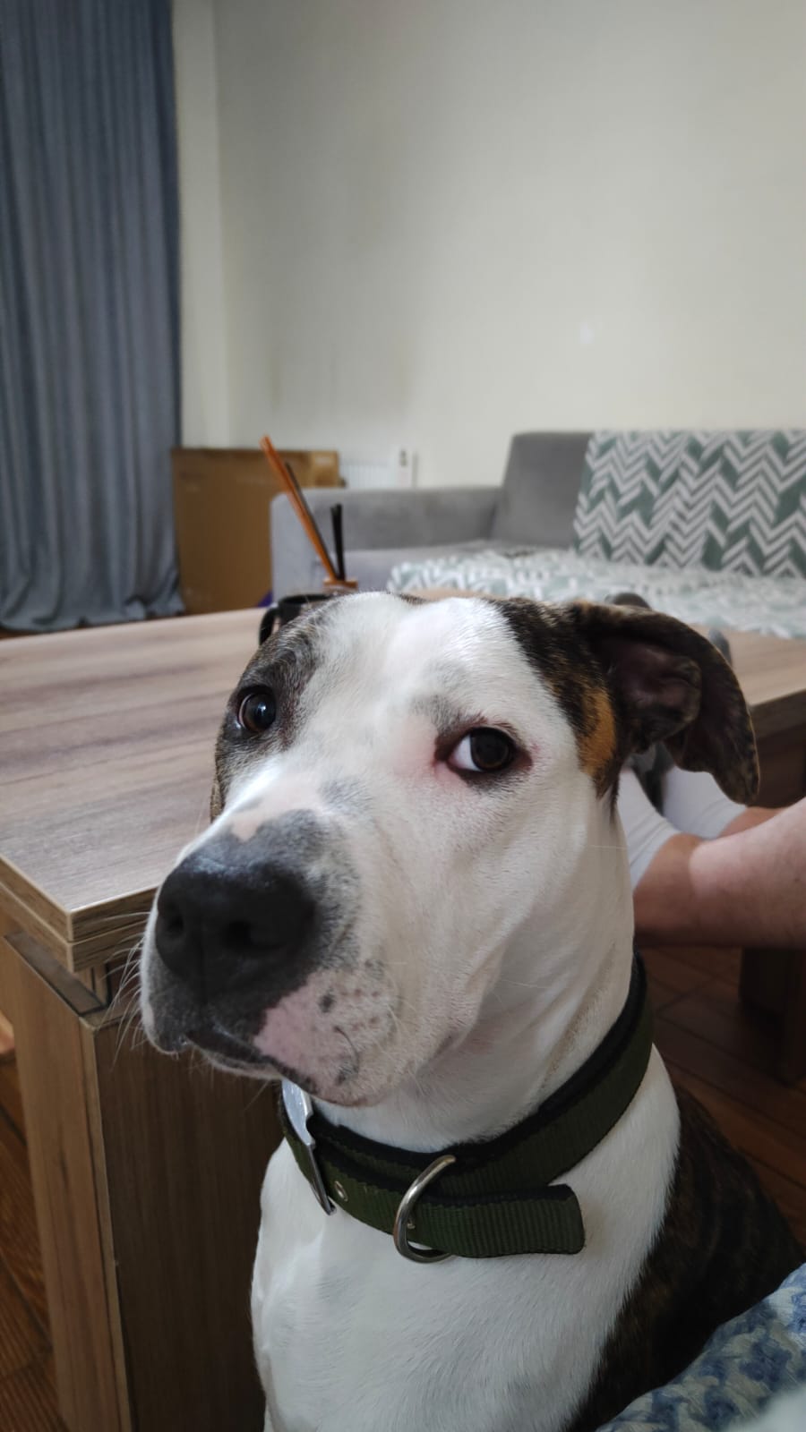 ამერიკული პიტბულ ტერიერი