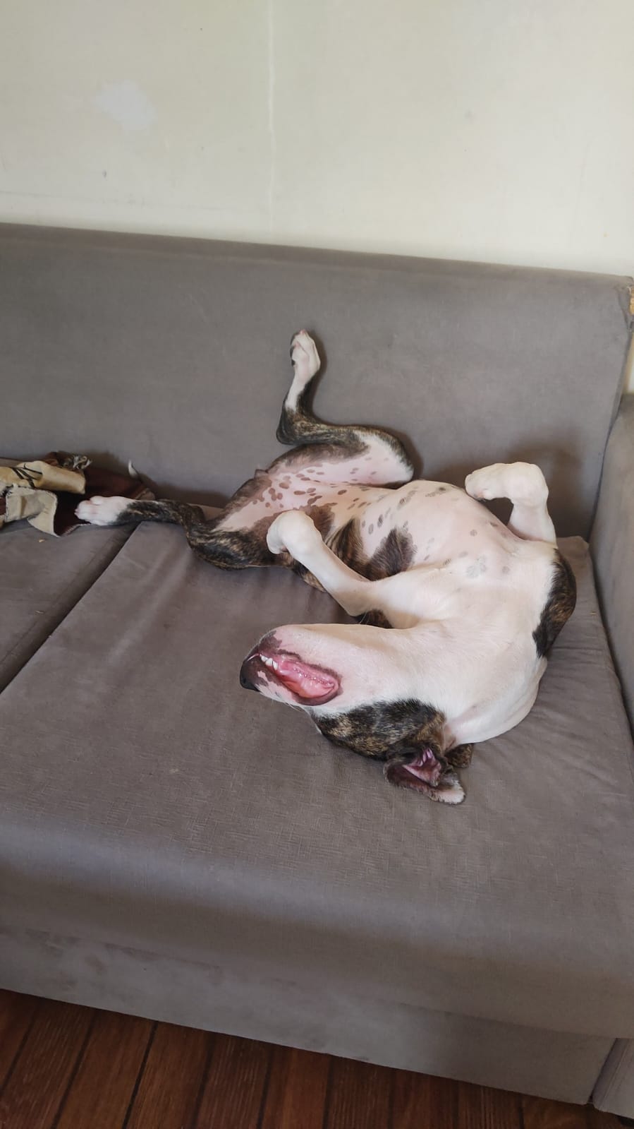 ამერიკული პიტბულ ტერიერი